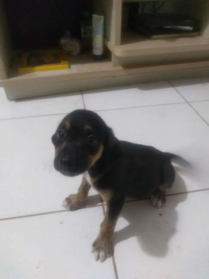 Cachorro ra a Vira lata idade 2 a 6 meses nome Sem nome