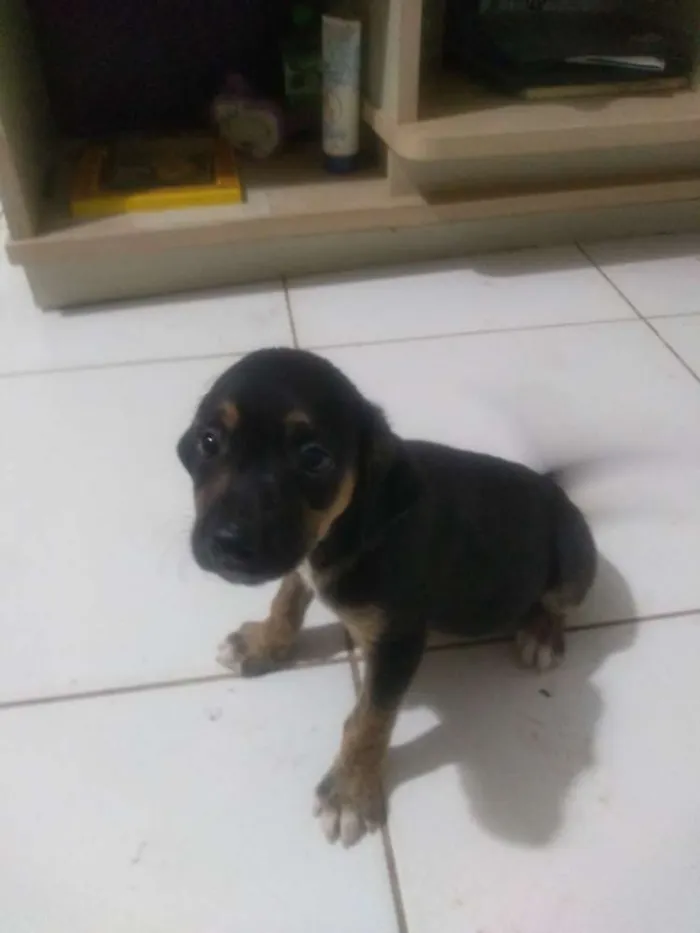 Cachorro ra a Vira lata idade 2 a 6 meses nome Sem nome