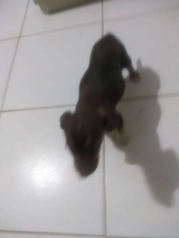 Cachorro ra a Vira lata idade 2 a 6 meses nome Sem nome