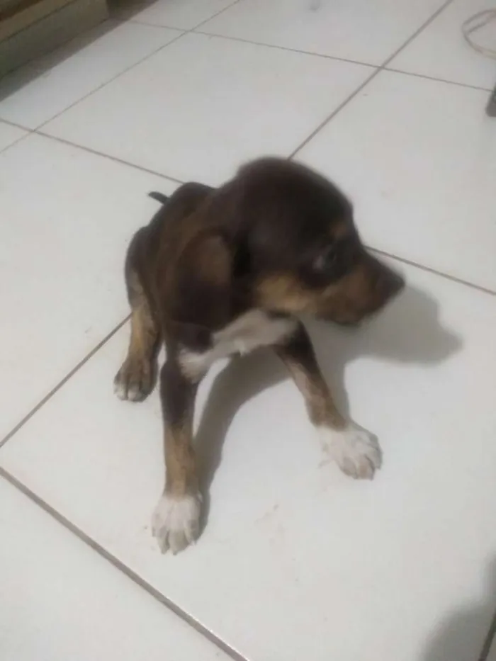 Cachorro ra a Vira lata idade 2 a 6 meses nome Sem nome