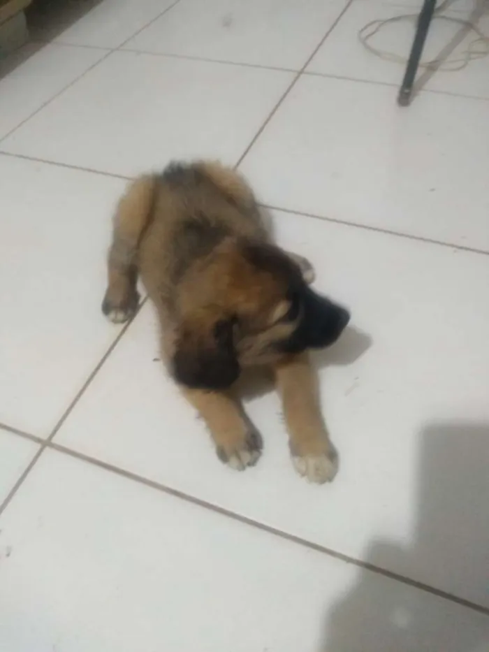 Cachorro ra a Vira lata idade 2 a 6 meses nome Sem nome