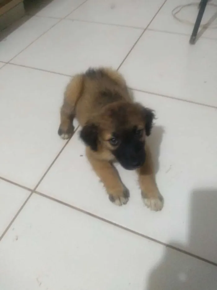 Cachorro ra a Vira lata idade 2 a 6 meses nome Sem nome