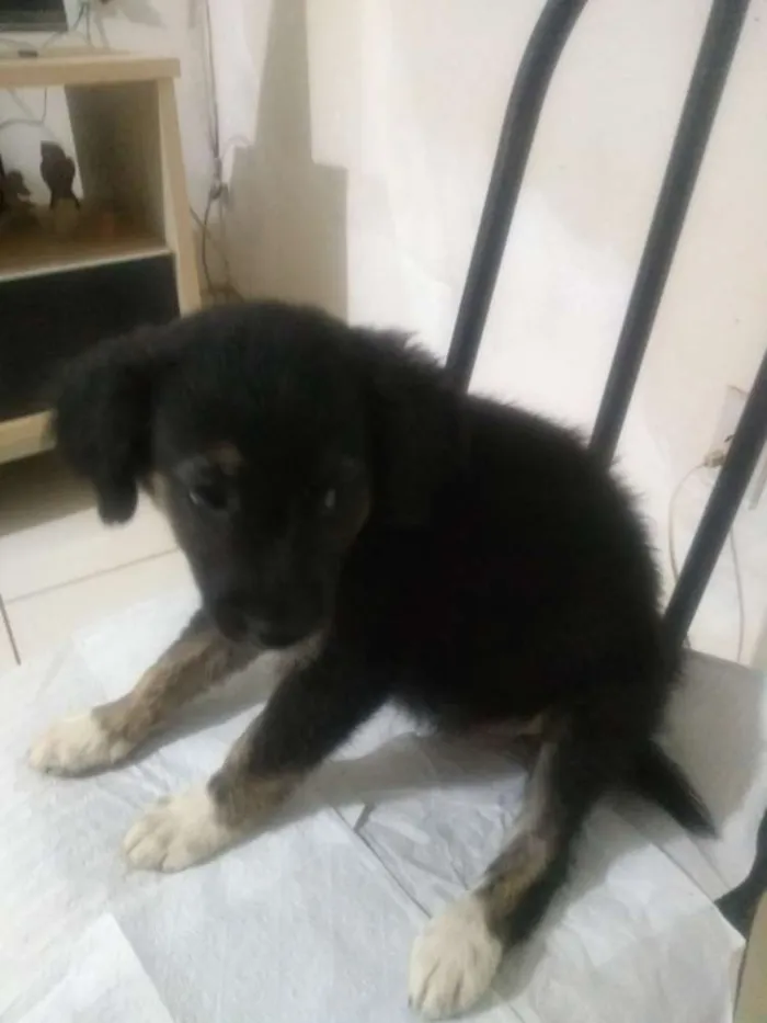 Cachorro ra a Vira lata idade 2 a 6 meses nome Sem nome