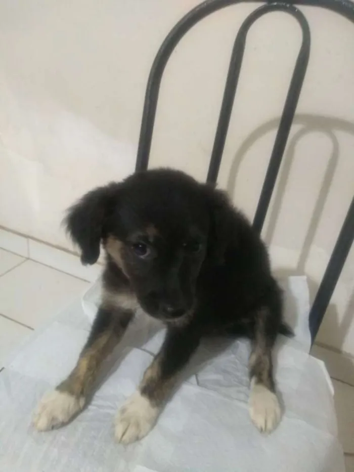 Cachorro ra a Vira lata idade 2 a 6 meses nome Sem nome