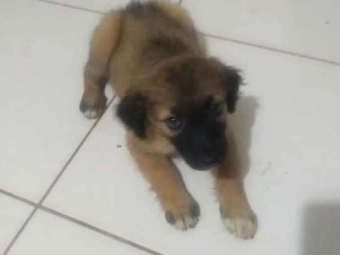 Cachorro ra a Vira lata idade 2 a 6 meses nome Sem nome