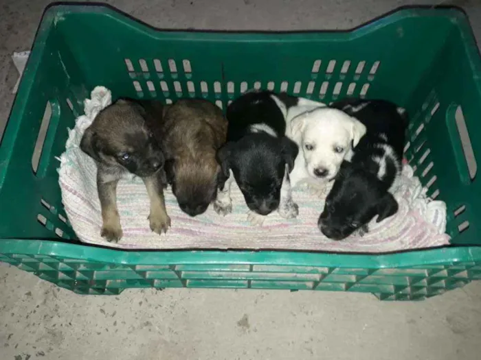 Cachorro raça SRD idade Abaixo de 2 meses nome Filhotes Sthefany