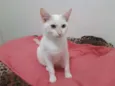 Melão
