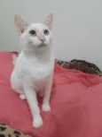 Melão