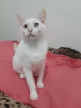 Melão