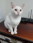 Melão