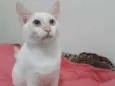 Melão