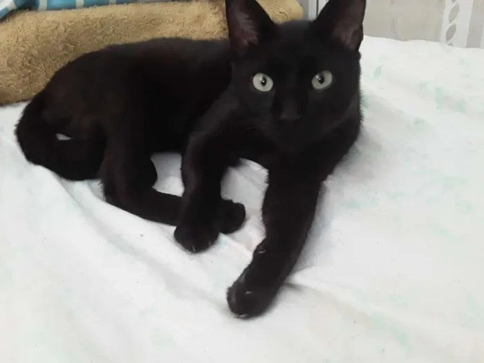 Gato ra a Siamês  idade 3 anos nome Jubileu