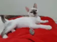 Pitoquinho
