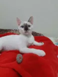 Pitoquinho