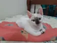 Pitoquinho