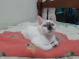 Pitoquinho