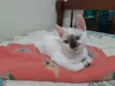 Pitoquinho