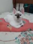 Pitoquinho