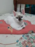 Pitoquinho