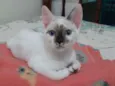 Pitoquinho