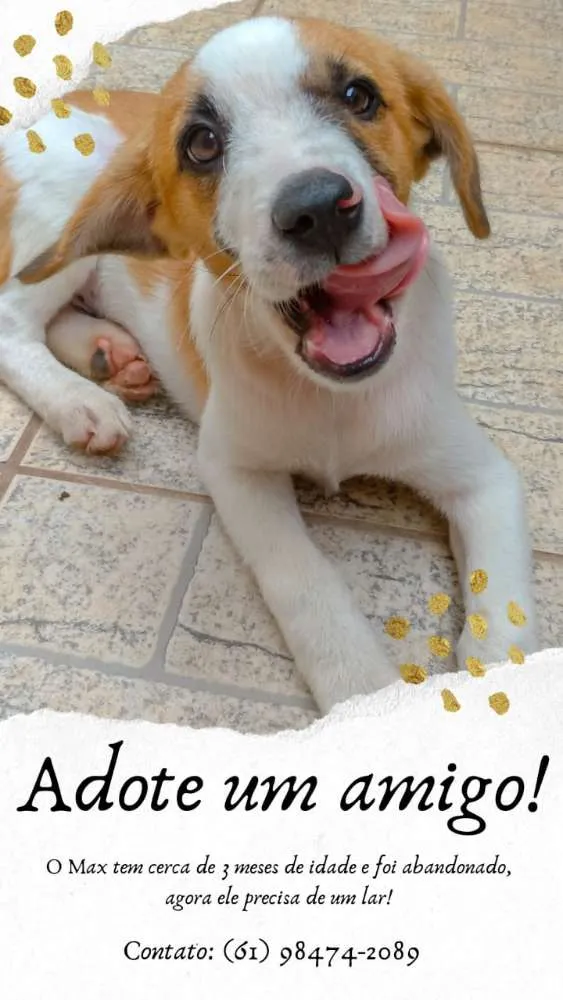 Cachorro ra a SRD idade 2 a 6 meses nome Max