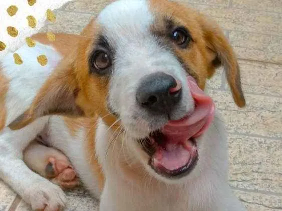 Cachorro ra a SRD idade 2 a 6 meses nome Max
