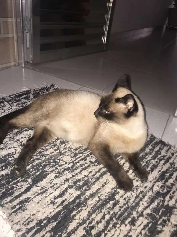 Gato ra a Siamês idade 1 ano nome Macarena