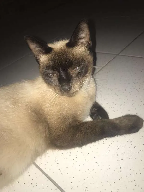 Gato ra a Siamês idade 1 ano nome Macarena