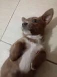 ..