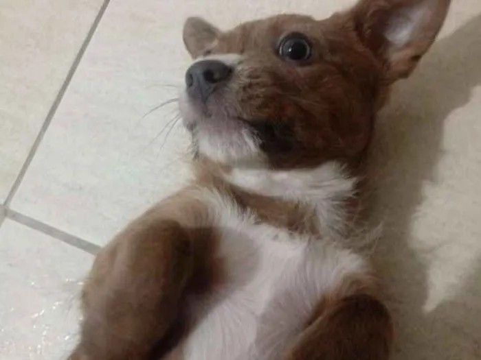 Cachorro ra a York Shire mestiço idade 7 a 11 meses nome ..