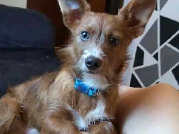 Cachorro ra a York Shire mestiço idade 7 a 11 meses nome ..
