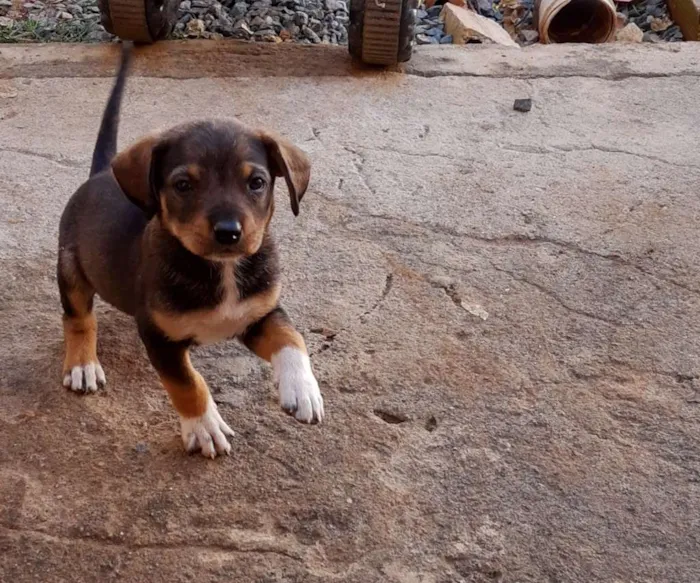 Cachorro raça Srd idade 2 a 6 meses nome Jack