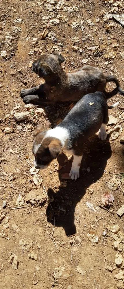Cachorro raça Srd idade 2 a 6 meses nome Jack