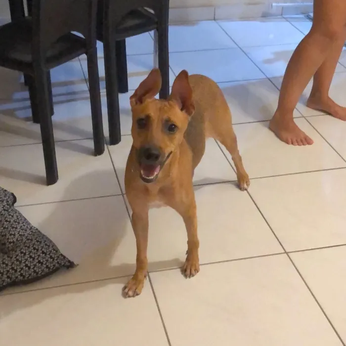 Cachorro ra a Srd idade 2 anos nome Akira