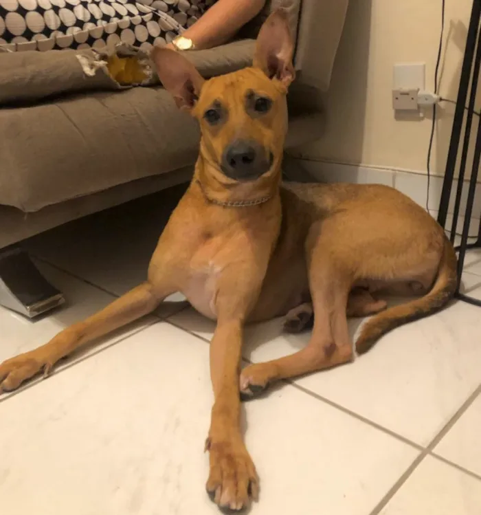 Cachorro ra a Srd idade 2 anos nome Akira