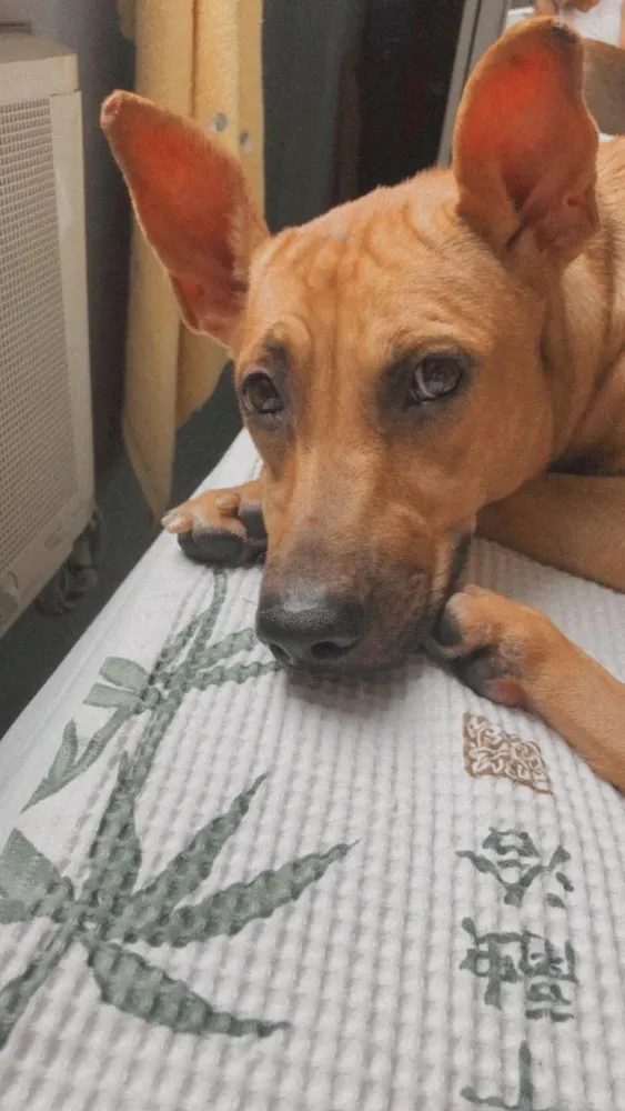 Cachorro ra a Srd idade 2 anos nome Akira