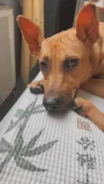 Akira