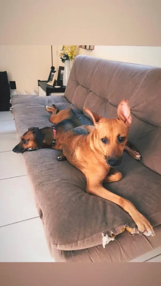 Cachorro ra a Srd idade 2 anos nome Akira