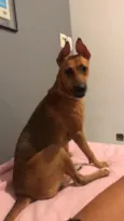 Akira