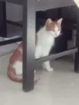 Gato raça SRD idade 1 ano nome Laranjinha