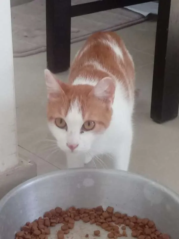 Gato raça SRD idade 1 ano nome Laranjinha