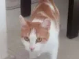 Gato raça SRD idade 1 ano nome Laranjinha