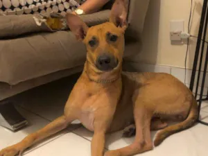 Cachorro raça Srd idade 2 anos nome Akira