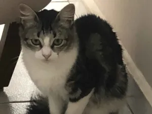 Gato raça  idade 7 a 11 meses nome Iris