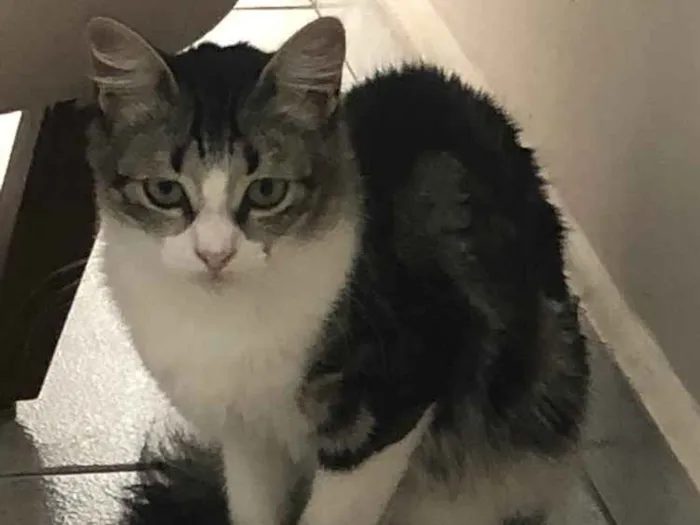 Gato ra a  idade 7 a 11 meses nome Iris