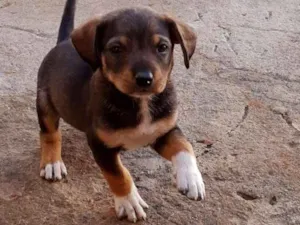 Cachorro raça Srd idade 2 a 6 meses nome Jack