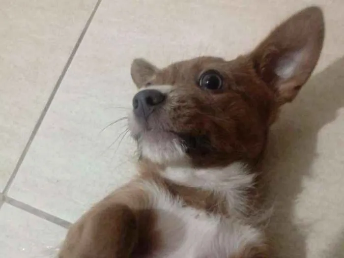 Cachorro ra a York Shire mestiço idade 7 a 11 meses nome ..