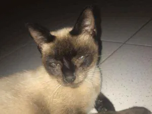 Gato raça Siamês idade 1 ano nome Macarena