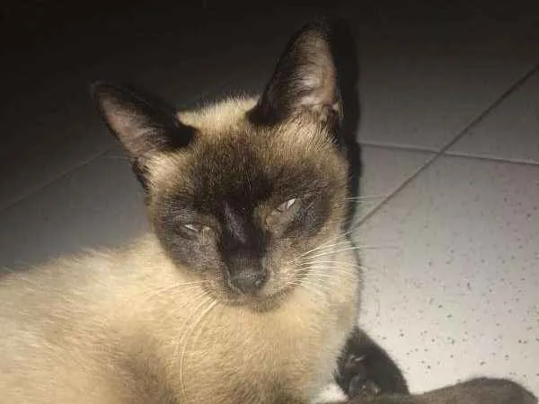 Gato ra a Siamês idade 1 ano nome Macarena