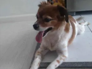 Cachorro raça Srd  idade 2 anos nome Luke lindo e fofo 